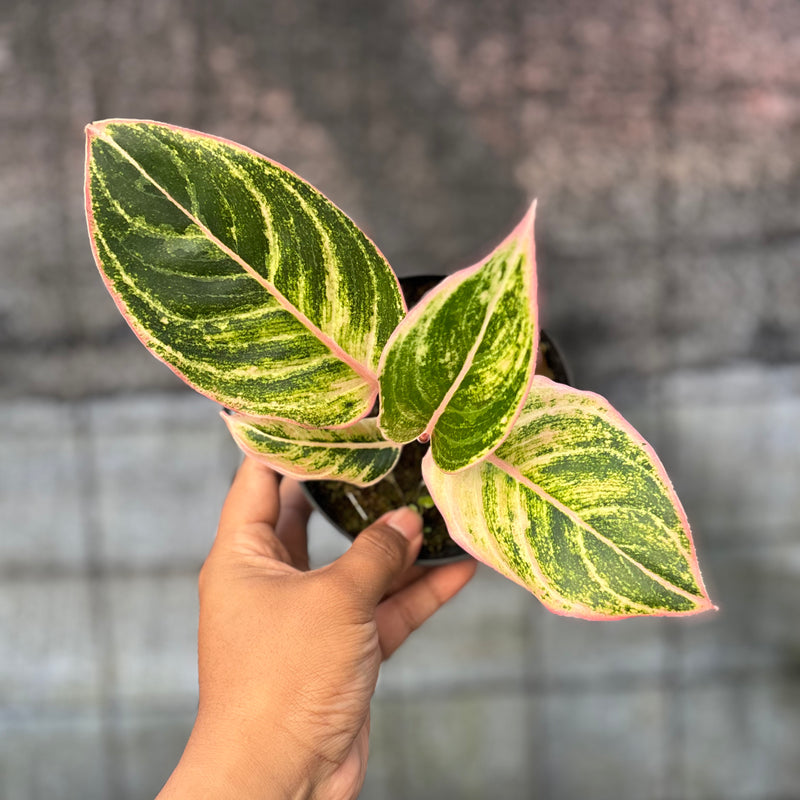 FS73-6 Aglaonema Dejavu