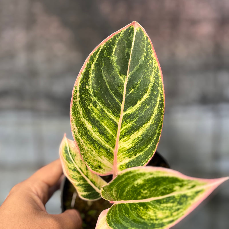 FS73-6 Aglaonema Dejavu
