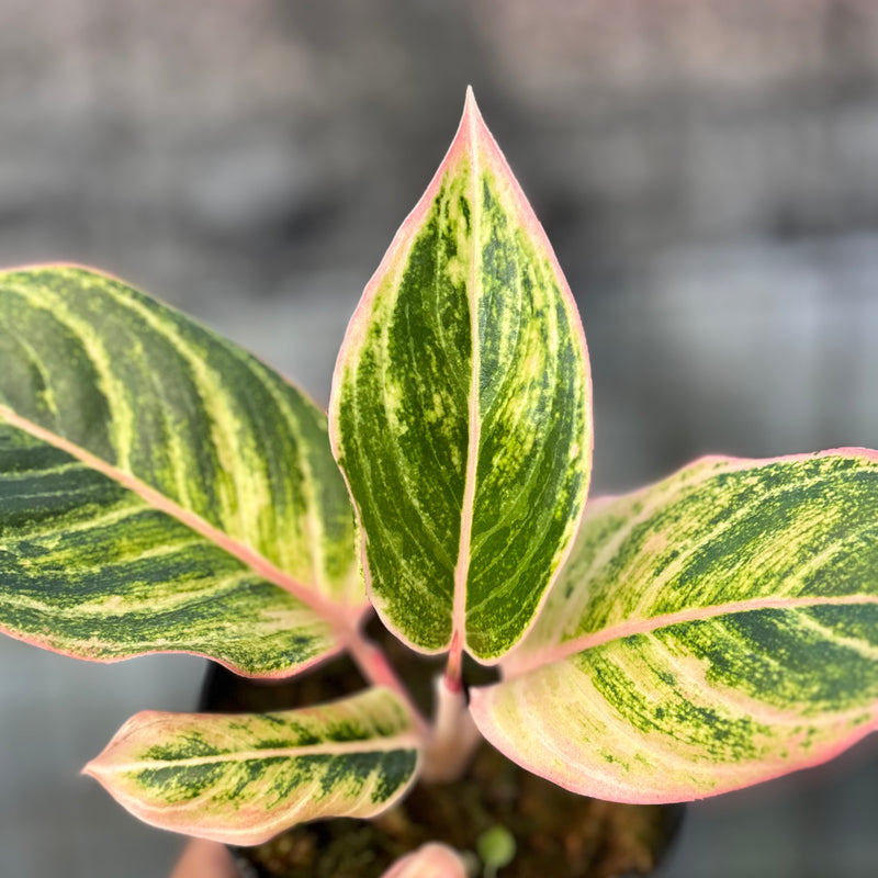 FS73-6 Aglaonema Dejavu