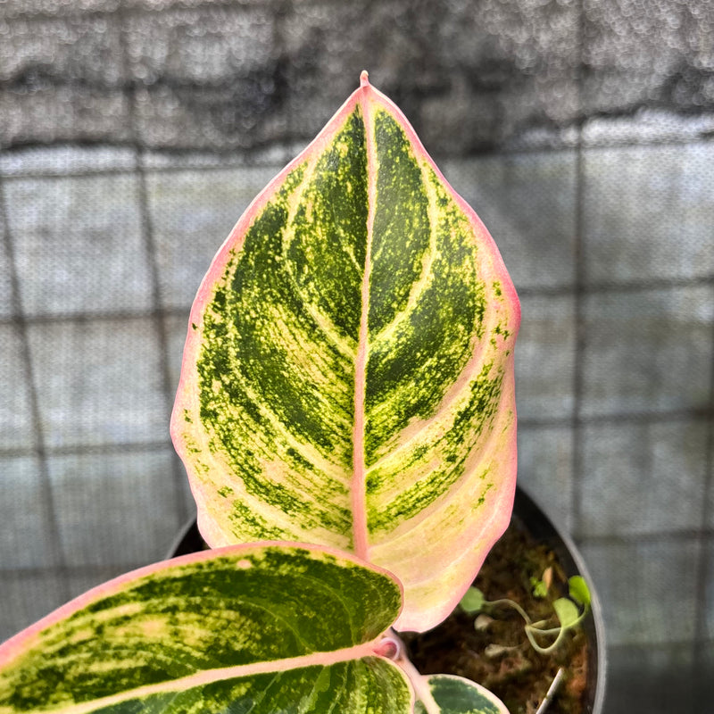 FS73-6 Aglaonema Dejavu