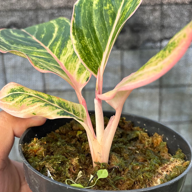 FS73-6 Aglaonema Dejavu
