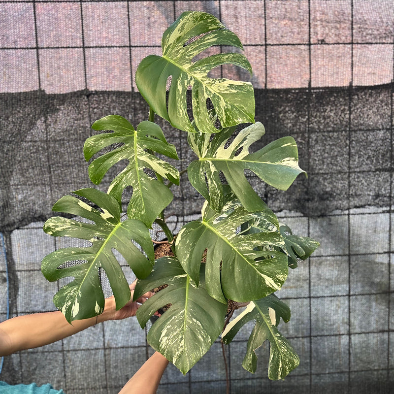FS75-6 Monstera Albo variegated Lush
