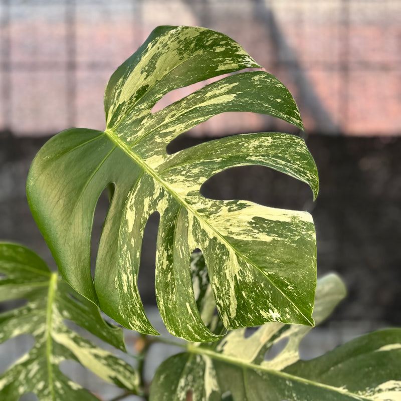 FS75-6 Monstera Albo variegated Lush