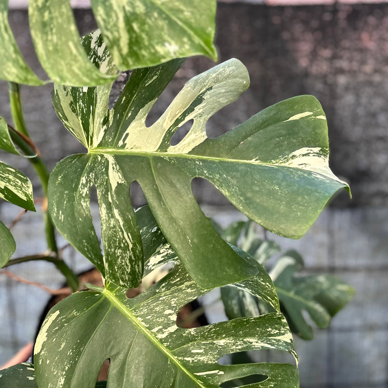 FS75-6 Monstera Albo variegated Lush