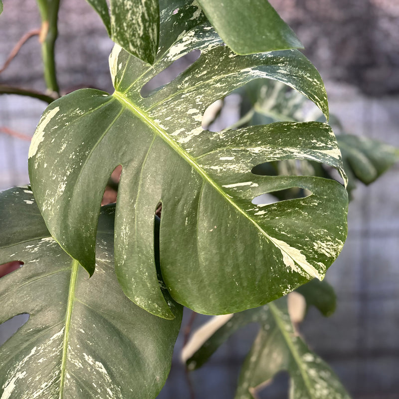FS75-6 Monstera Albo variegated Lush