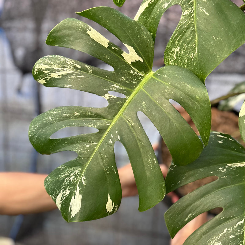 FS75-6 Monstera Albo variegated Lush