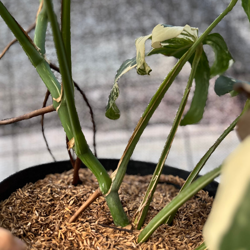 FS75-6 Monstera Albo variegated Lush