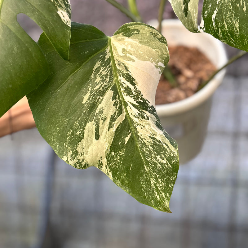 FS76-6 Monstera Albo variegated Lush