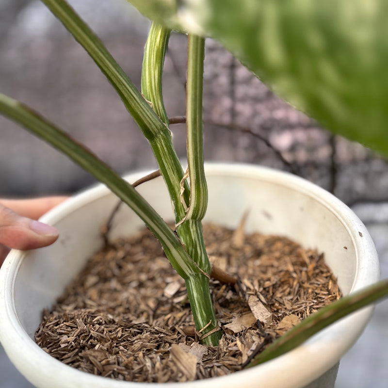 FS76-6 Monstera Albo variegated Lush
