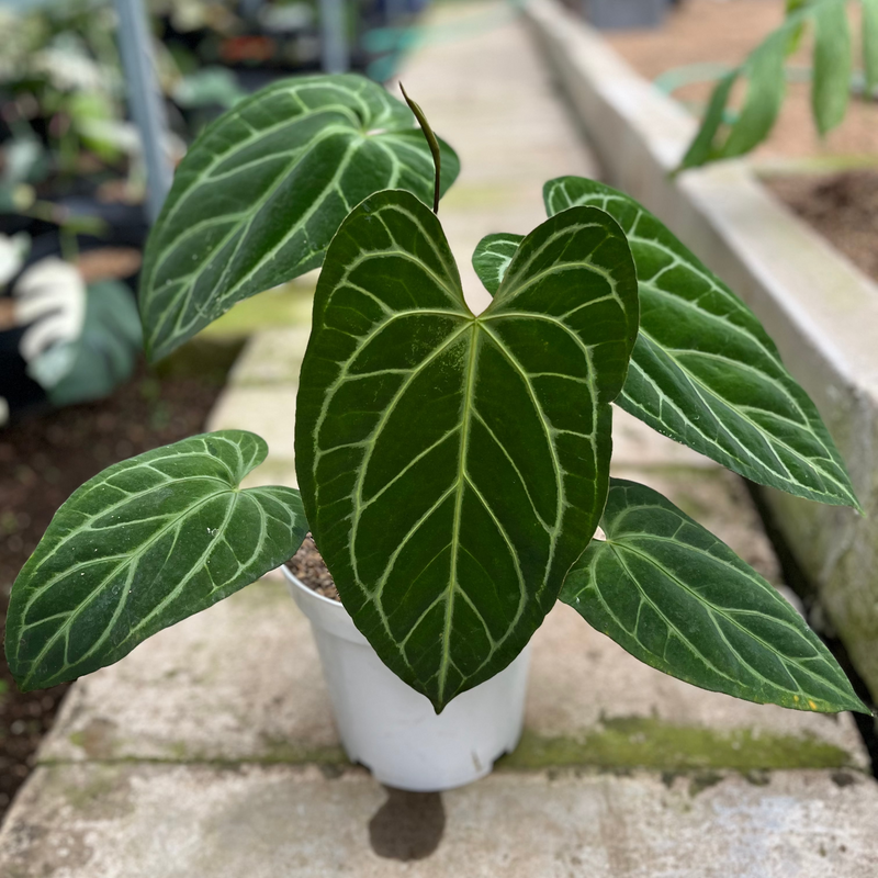 Anthurium Crystallinum Butterfly