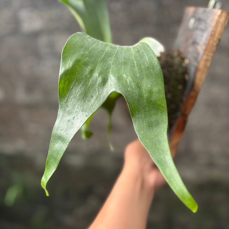 Platycireum Hilli