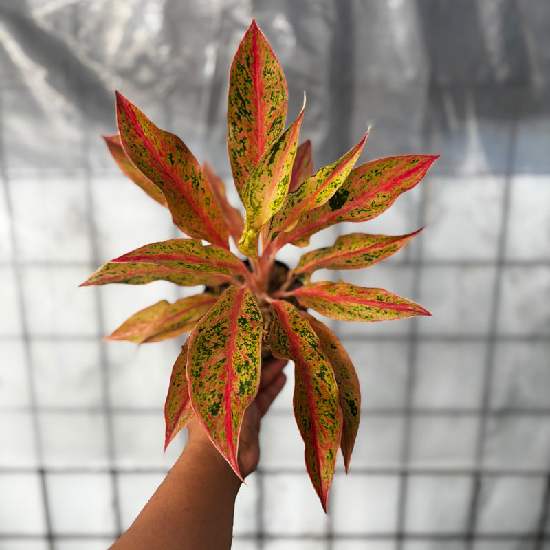 Aglaonema Prosperity