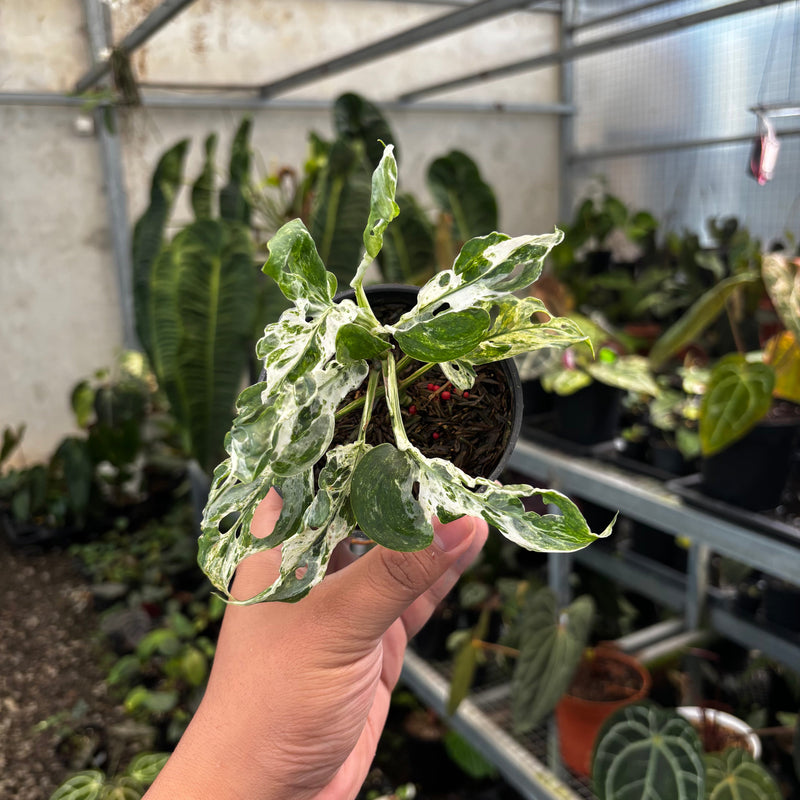 🎁 Monstera Adansonii Mottled (100% off)