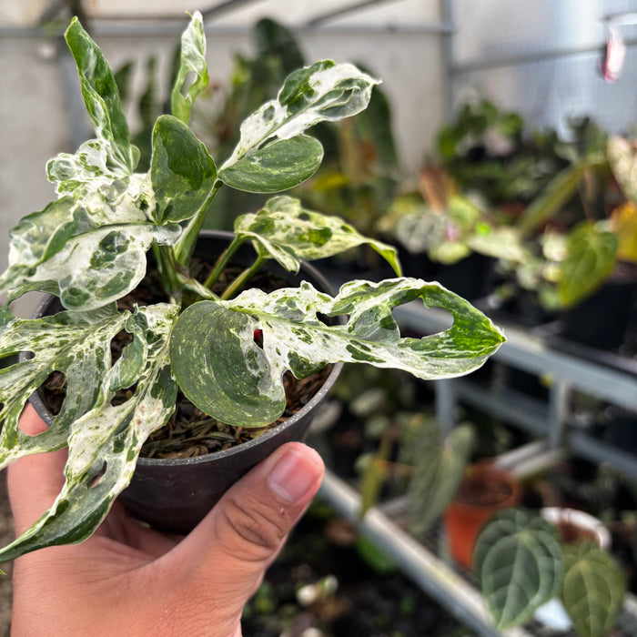Monstera Adansonii Mottled