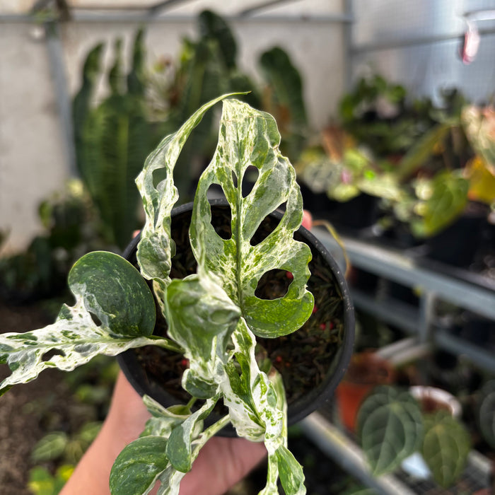 Monstera Adansonii Mottled