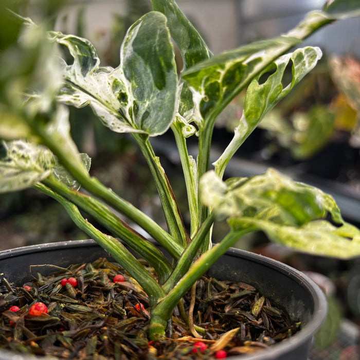 Monstera Adansonii Mottled