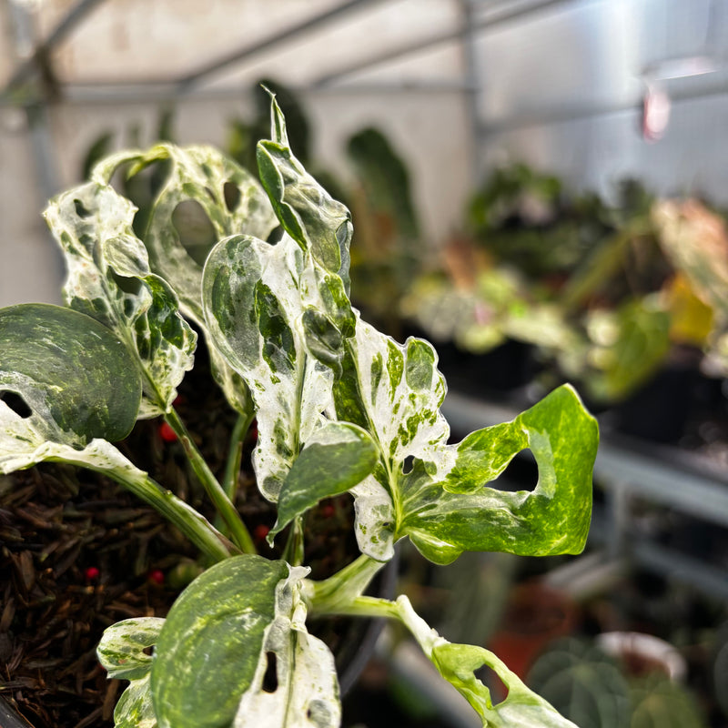 Monstera Adansonii Mottled