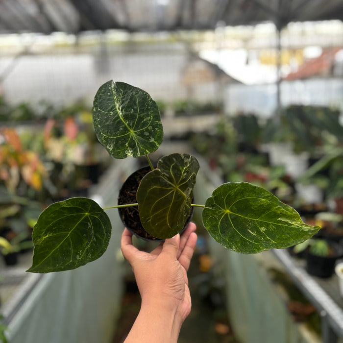 2 Pcs Anthurium Forgetii Variegated (BOGO)