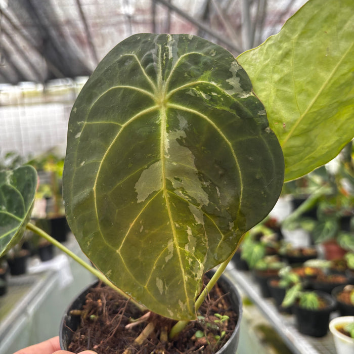 2 Pcs Anthurium Forgetii Variegated (BOGO)