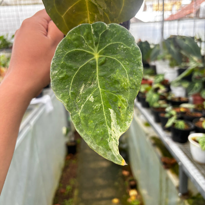 2 Pcs Anthurium Forgetii Variegated (BOGO)