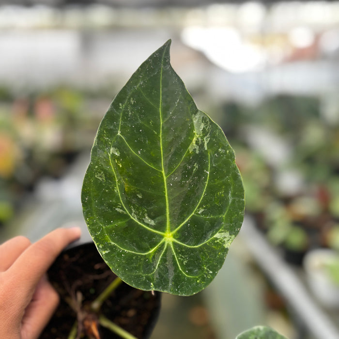 2 Pcs Anthurium Forgetii Variegated (BOGO)