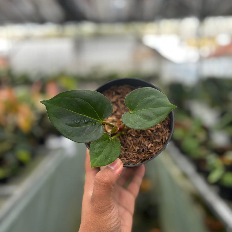 Anthurium King of Spades Small Size