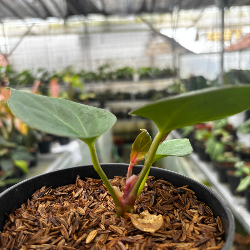 Anthurium King of Spades Small Size