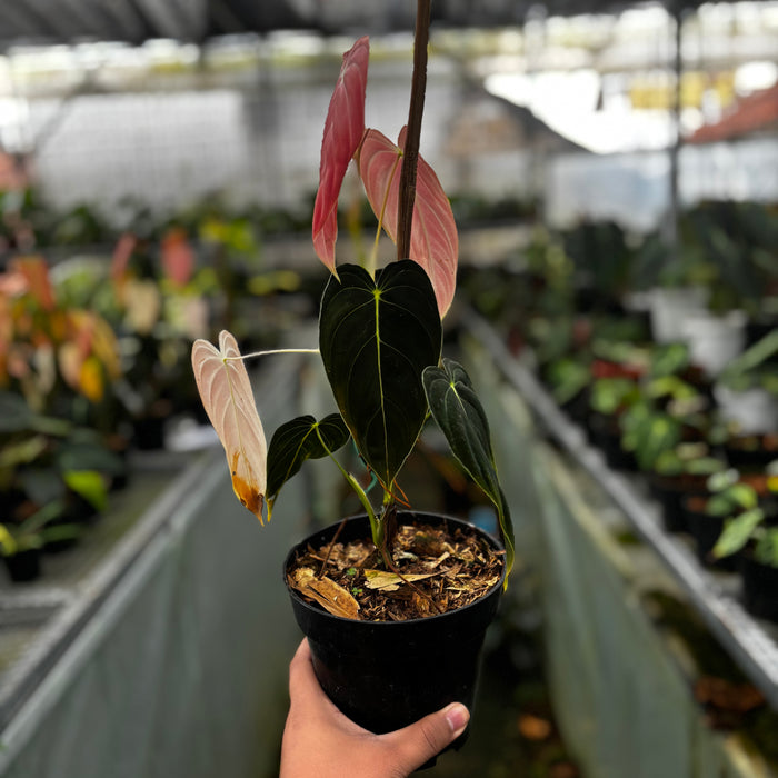 2 Pcs Philodendron Melanochrysum Pink (BOGO)