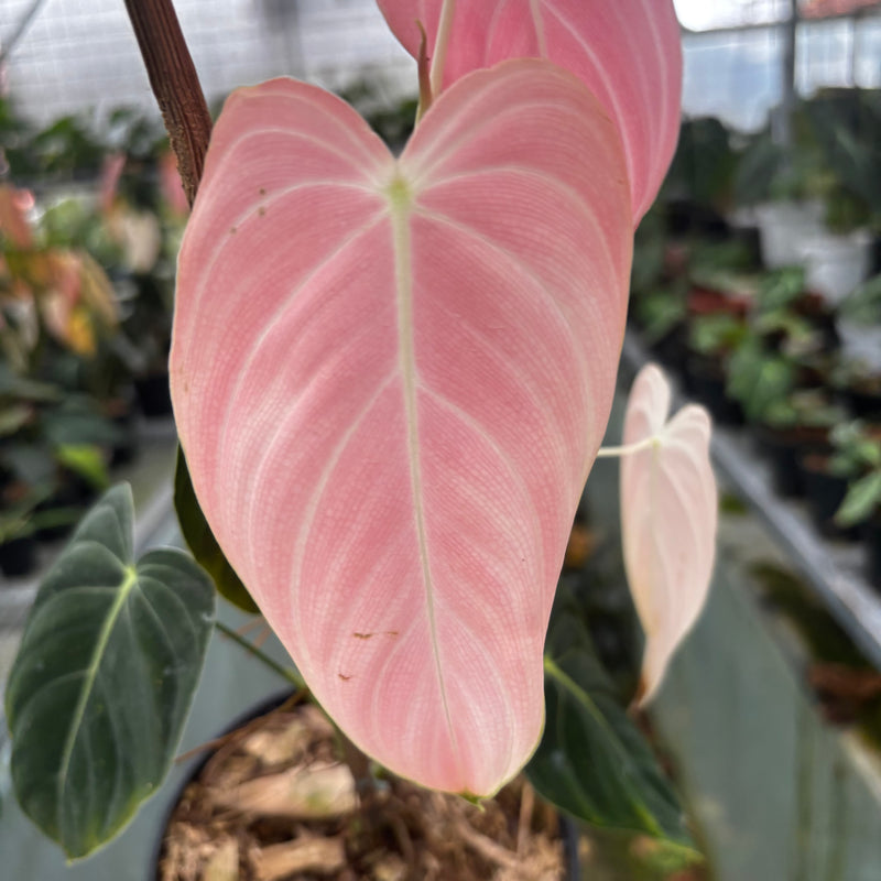 Philodendron Melanochrysum Pink