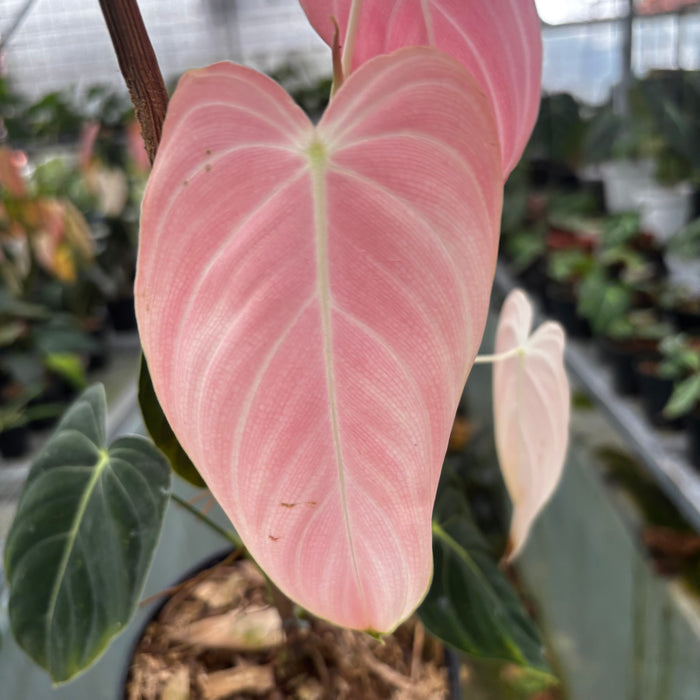 2 Pcs Philodendron Melanochrysum Pink (BOGO)
