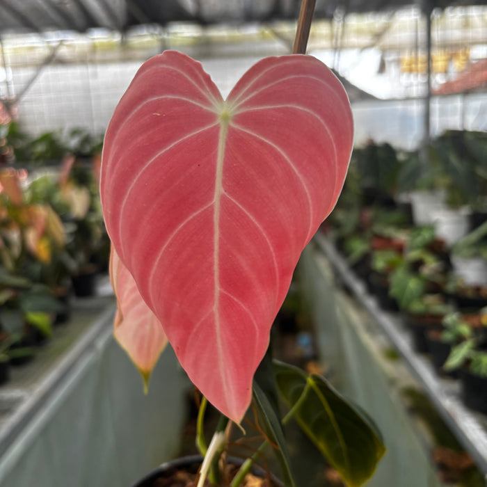 2 Pcs Philodendron Melanochrysum Pink (BOGO)