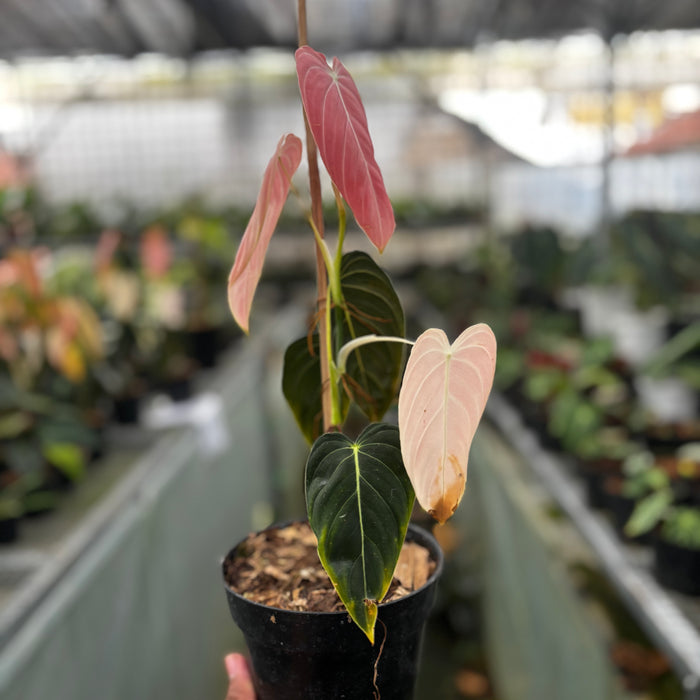 2 Pcs Philodendron Melanochrysum Pink (BOGO)
