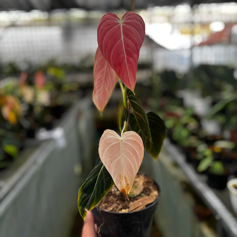 Philodendron Melanochrysum Pink