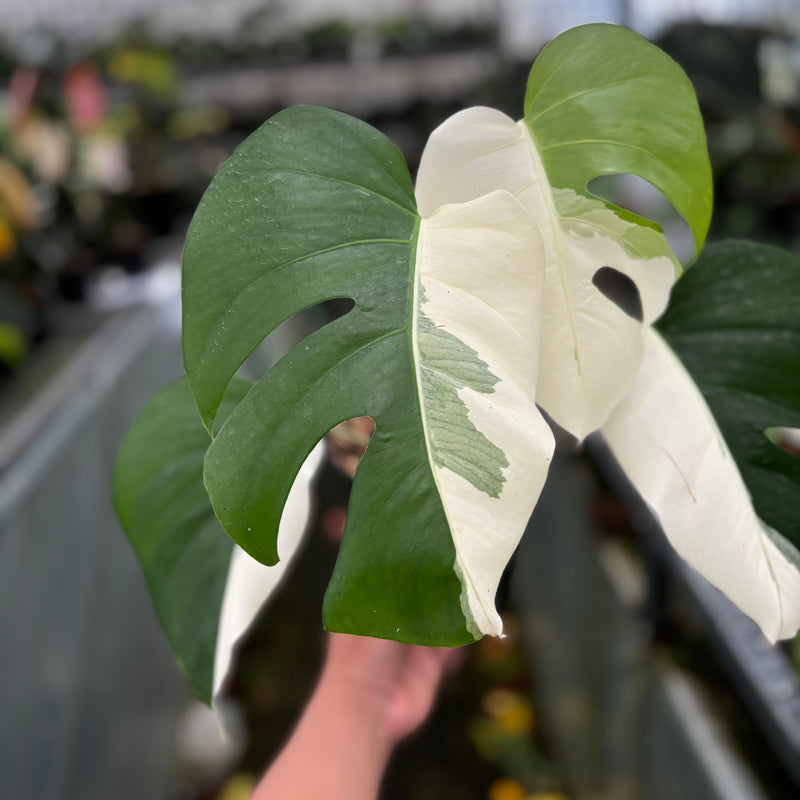 Monstera Albo Halfmoon Variegated