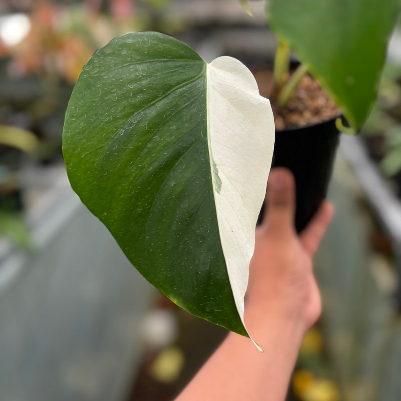 Monstera Albo Halfmoon Variegated