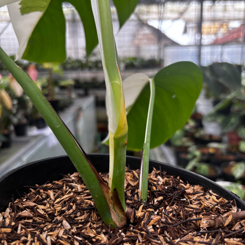 Monstera Albo Halfmoon Variegated