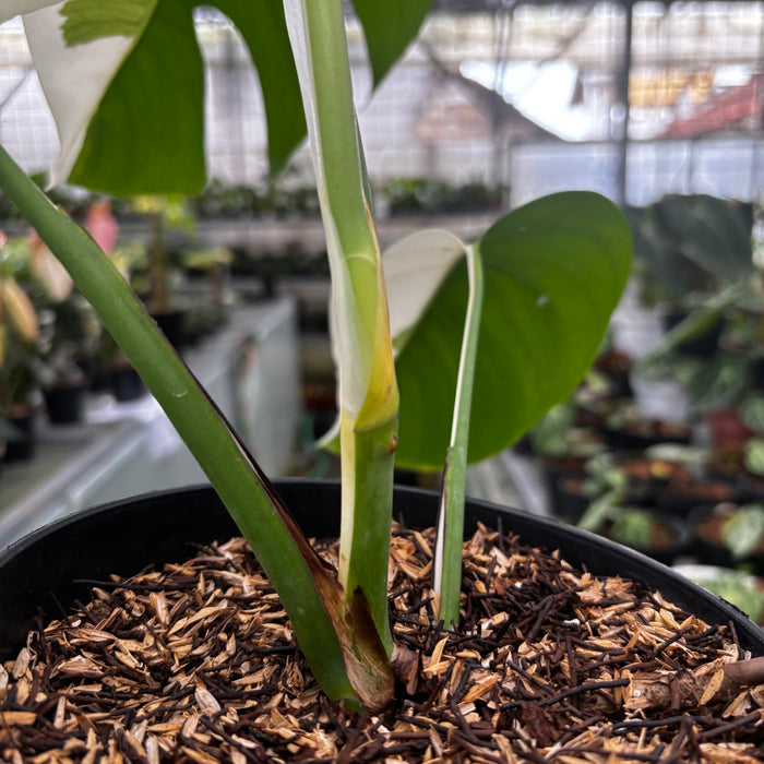 Monstera Albo Halfmoon Variegated