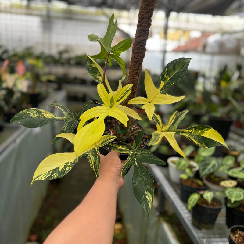 🎁 Philodendron Florida Beauty - Mature size (100% off)