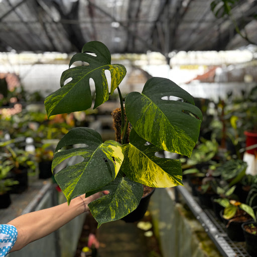 monstera marmorata Monstera Yellow Variegated "Marmorata" Lush — Aroidasia