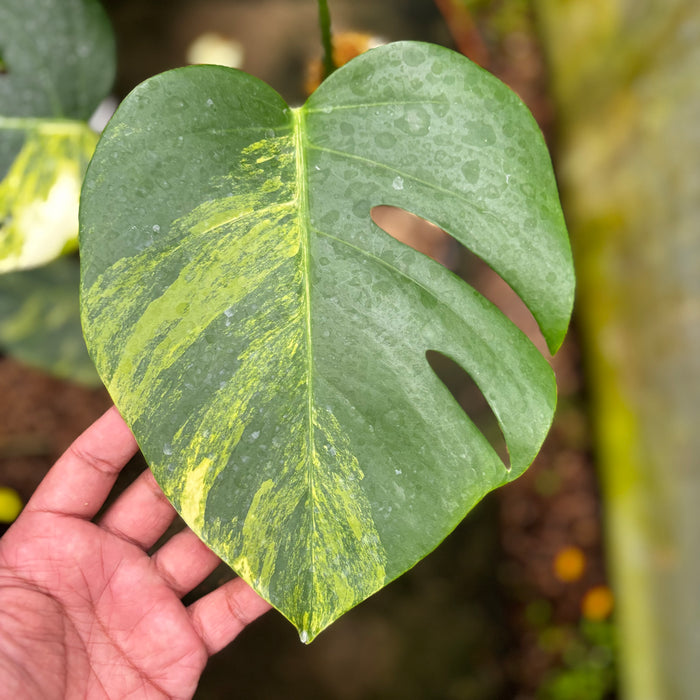 Monstera Yellow Variegated "Marmorata" Lush