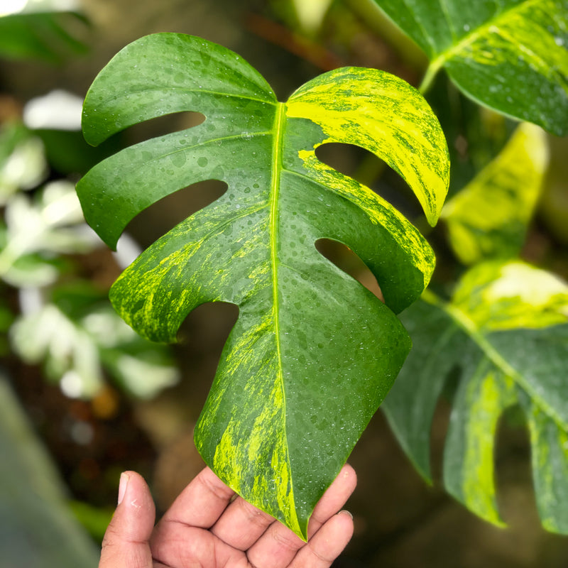 Monstera Yellow Variegated "Marmorata" Lush