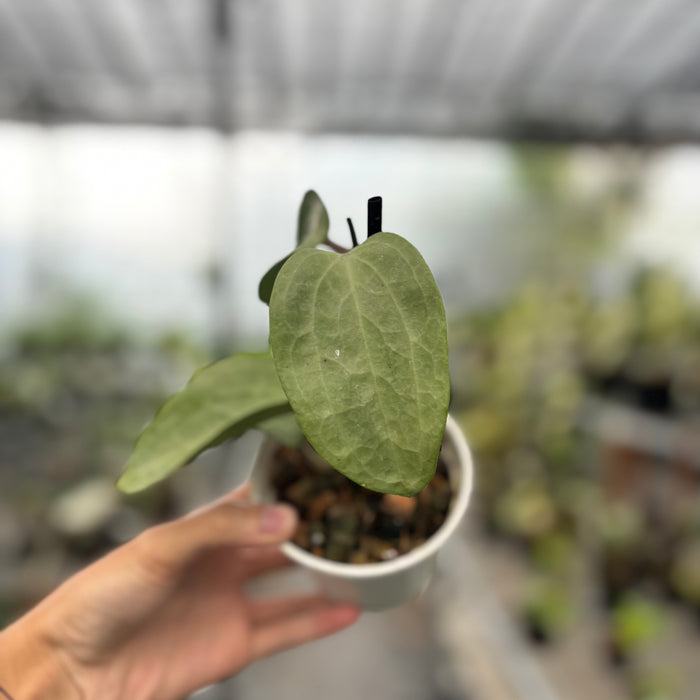 Hoya Latifolia Silver