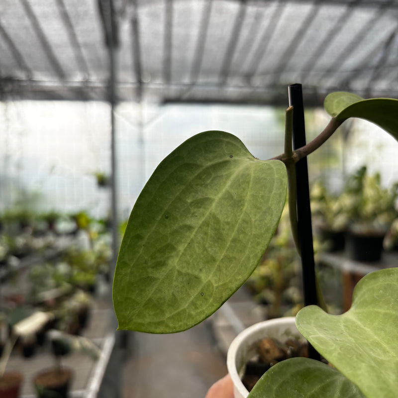 Hoya Latifolia Silver