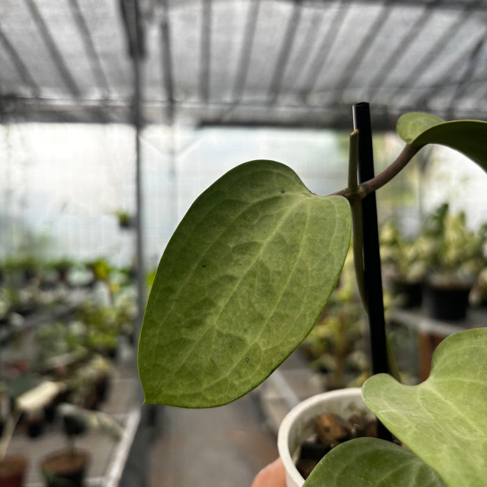 Hoya Latifolia Silver — Aroidasia