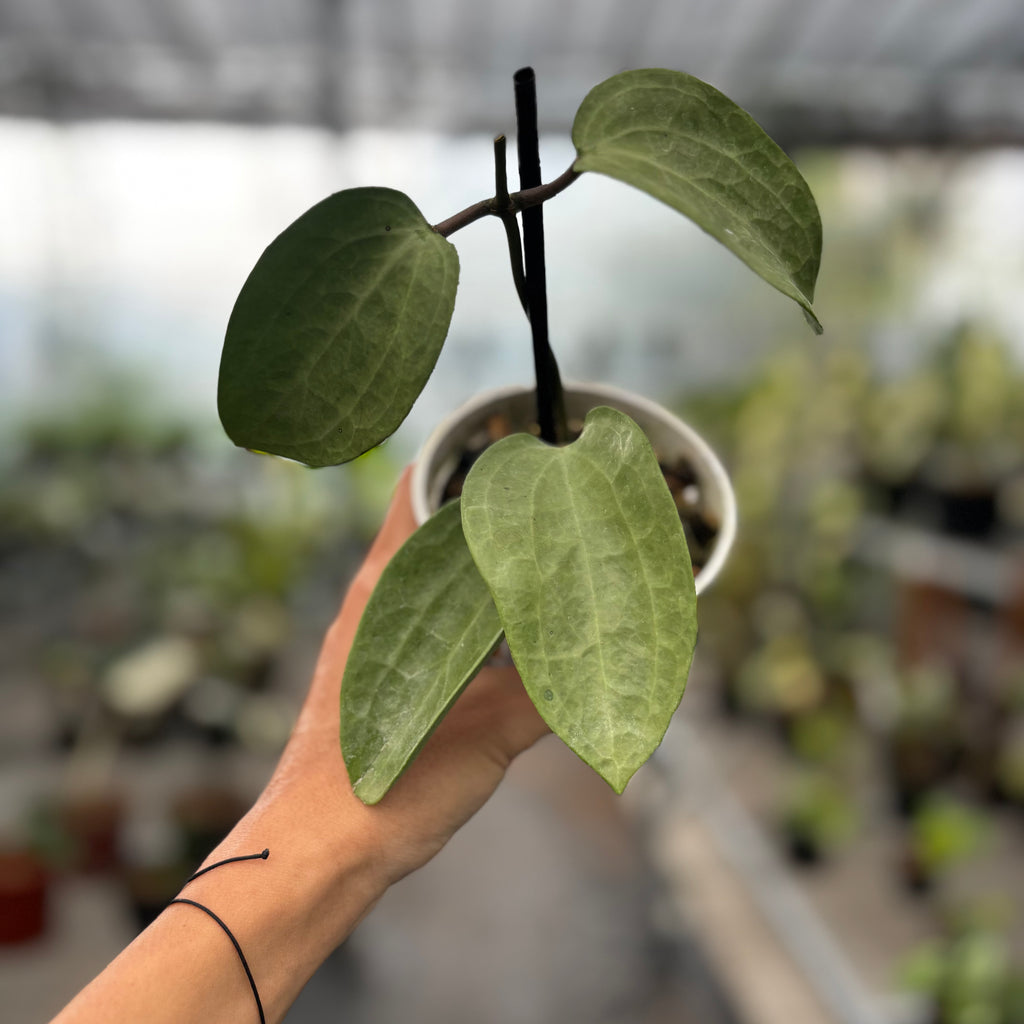 0906 ＊ホヤ ＊ Hoya ＊ latifolia ＊silver Hoya latifolia (silver) – Hoya Cuttings
