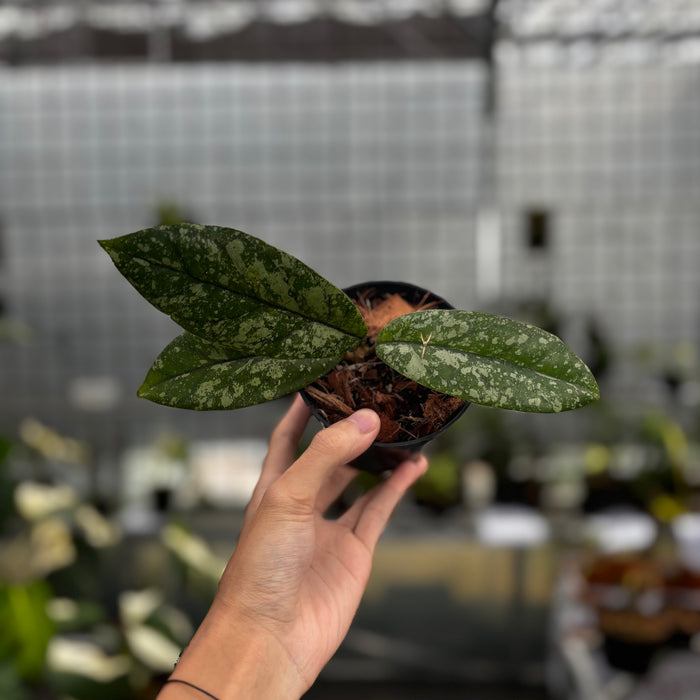 Hoya Forbesii High Splash