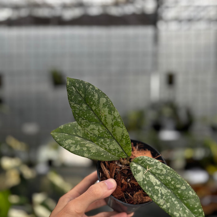 Hoya Forbesii High Splash