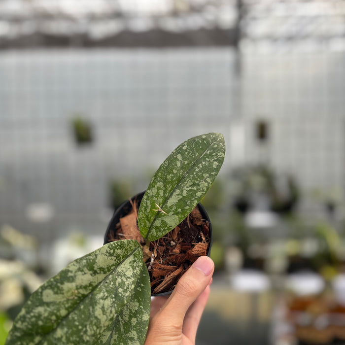 Hoya Forbesii High Splash