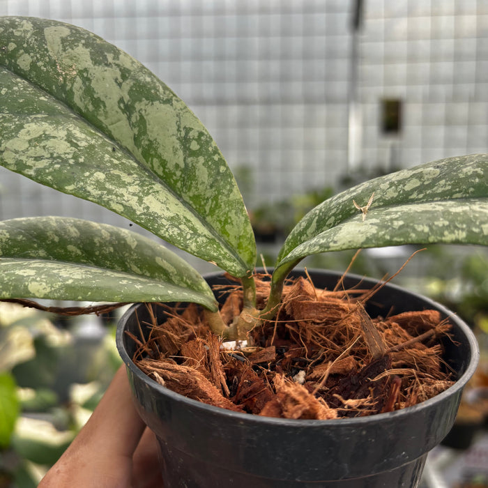 Hoya Forbesii High Splash