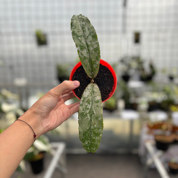 Hoya Undulata Silver